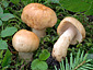 Russula fellea