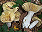 Russula romellii