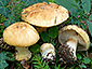 Cortinarius corrosus