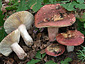 Russula vinosobrunnea