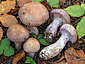 Cortinarius largus