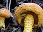 Pholiota flammans