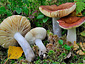 Russula rivulicola