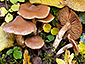 Cortinarius semiodoratus