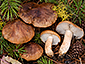 Tricholoma albobrunneum