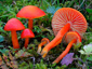 Hygrocybe coccinea