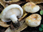 Lactarius evosmus