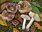 Russula cfr violacea