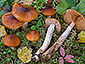 Cortinarius septentrionalis