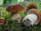 Boletus reticulatus