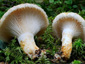 Lactarius auriolla