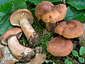 Lactarius rubrocinctus