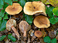 Lactarius rubrocinctus