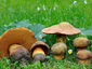 Boletus luridus