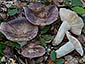 Russula grisea