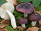 Russula brunneoviolacea