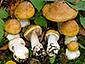 Cortinarius multiformium