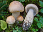 Hygrophorus pudorinus