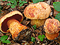 Boletus luteocupreus