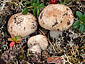 Cortinarius areni-silvae