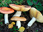 Russula aurantioflammans