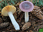 Russula turci