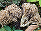 Clavulina cinerea