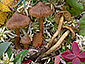 Cortinarius huronensis