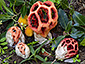 Clathrus ruber