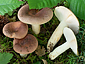 Russula vesca