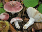 Russula vesca