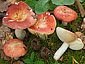 Russula laeta