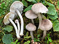 Tricholoma argyraceum