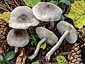 Tricholoma scalpturatum
