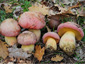 Boletus pulchrotinctus