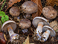 Cortinarius purpurascens