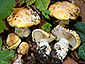 Cortinarius caesiocortinatus