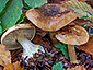 Cortinarius citrinus