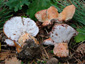 Lactarius sanguifluus (+ Peckiella deformans)