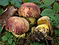 Boletus regius