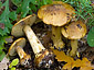 Cortinarius olivascentium