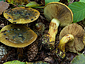 Cortinarius odoratus