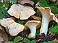 Cantharellus pallens