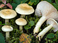 Lactarius flavopalustris