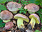 Boletus regius