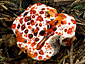 Hydnellum peckii