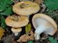 Lactarius zonarius