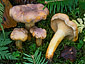 Cantharellus amethysteus