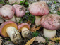 Boletus pulchrotinctus