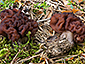 Gyromitra esculenta